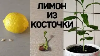 How to grow a lemon from a seed.