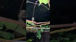 Our chickens at night
