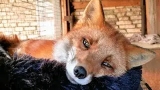 Foxie Fox Woke Vasilisa Up
