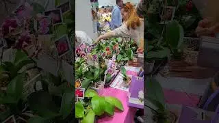 орхидиум май 2024