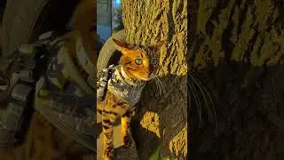 осенняя эстетика