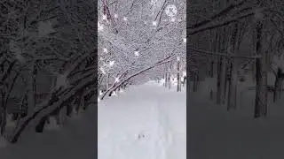 Белым снегом....🎼