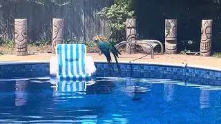 Macaws Poolside Perch