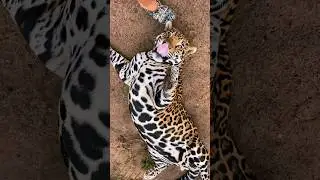 Needy Tank