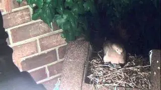 Mourning doves: hatching, fledging and leaving the nest