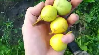 Наша груша урожай дала VID 20190722 WA0004