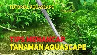 Tutorial menancap tanaman aquascape!