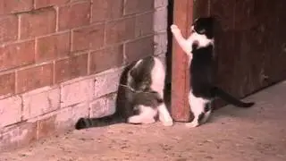 Кошаки