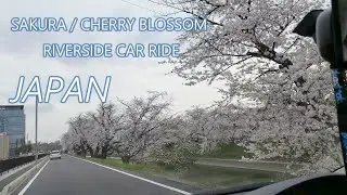 SAKURA JAPAN | JAPANESE CHERRY BLOSSOM | SAKURA  ROAD TRIP/ RIVERSIDE | JAPANESE SAKURA