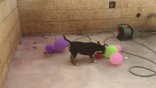 Буль терьер и шарики #bullterrier #бультерьер #dog #собака #viralvideo #pets #fyp #animals