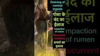 Impaction of rumen l Dr Umar Khan