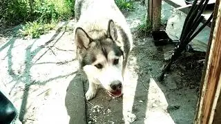 Лютоволк . Неожиданное появление.