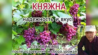 КНЯЖНА - надежная гибридная форма с отличным вкусом! ПРОВЕРКА НА ПРОЧНОСТЬ в 2021 году