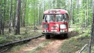 Автобус в зеленке