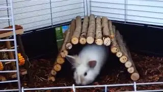 Noukie et Cerise