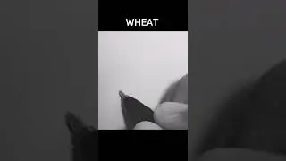 drawing wheat simple 