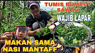 TUMIS RUMPUT SAWAH. MANTAFF..