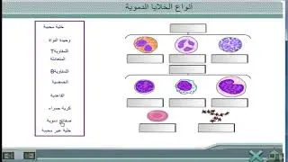 أصل وأنواع الخلايا المناعية : للثالثة إعدادي