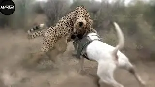 This leopard messed with the wrong opponent - Dog vs. Leopard