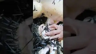 Como pelar un pavo muy facil