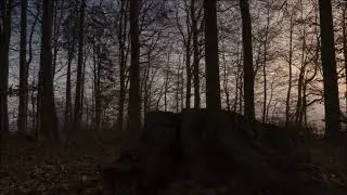 Forest Video Compilation - Full HD #31