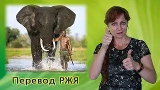 Как слоны помогают победить рак?  (перевод РЖЯ)