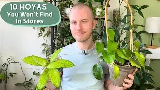 10 Hoyas You Won't Find In Plant Shops!