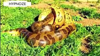Huge anaconda catches dog