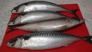 Засаливаем скумбрию. 4 способа засолки скумбрии. Соленая скумбрия. Засаливаем замороженную скумбрию.