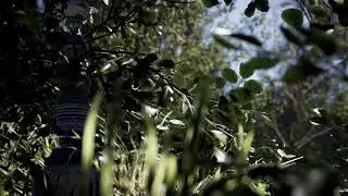 Megascans Tree Assets in Unreal Engine 5 Test UE5 quixel
