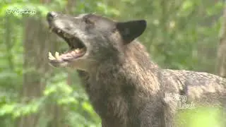 FaunaView: Howlin Wolves