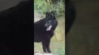 Шипперке щенки 89043901533