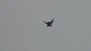 Николаевские голуби 01 01 2023г