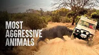 HOW TO SURVIVE THE MOST AGGRESSIVE ANIMALS | Tech and Science |