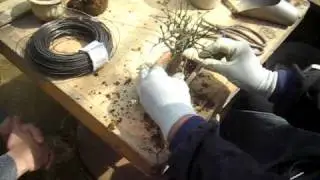 Bonsai 7