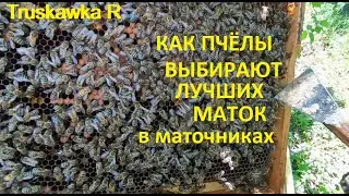 #Пчёлы