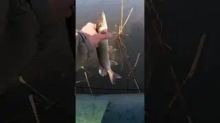 Щука Нерест Отпусти 
