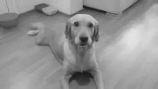 ŞARKI SÖYLEMEYİ ÇOK SEVEN KÖPEK