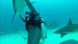 Dancing With Sharks