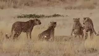 Leopard vs Big Python Snake Real Fight | Leopard Wild Big Battle - Most Amazing Wild Animal Attacks