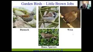 Identify - Birds and Butterflies