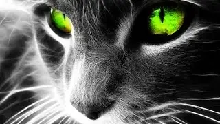 Смешные кошки, коты и котята.  Cборка лучших видео!   YouTub