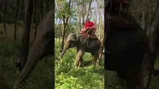 Кхао Лак. Катание на слоне. Не слушается)