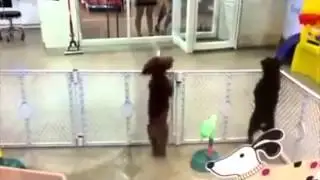 Танцующая Собака (Dancing dog)