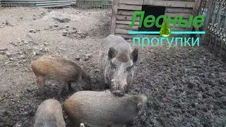 Кормим почти диких кабанов, на турбазе обувной фабрики
