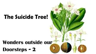 The Suicide Tree 🙂!