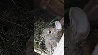 Как здорово в деревне жить👍 