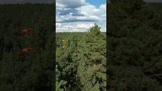 Приземление в лес 🪂
