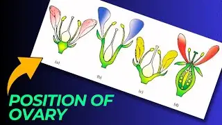 Types of Flowers on the basis of Position of Ovary Biology class 11 Morphology of flowering plants
