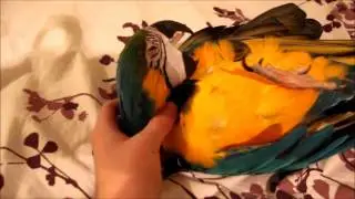 Самый лучший питомец в мире